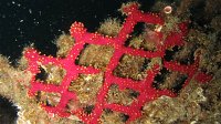 020 Alcyon encroutant (Alcyonium coralloides)